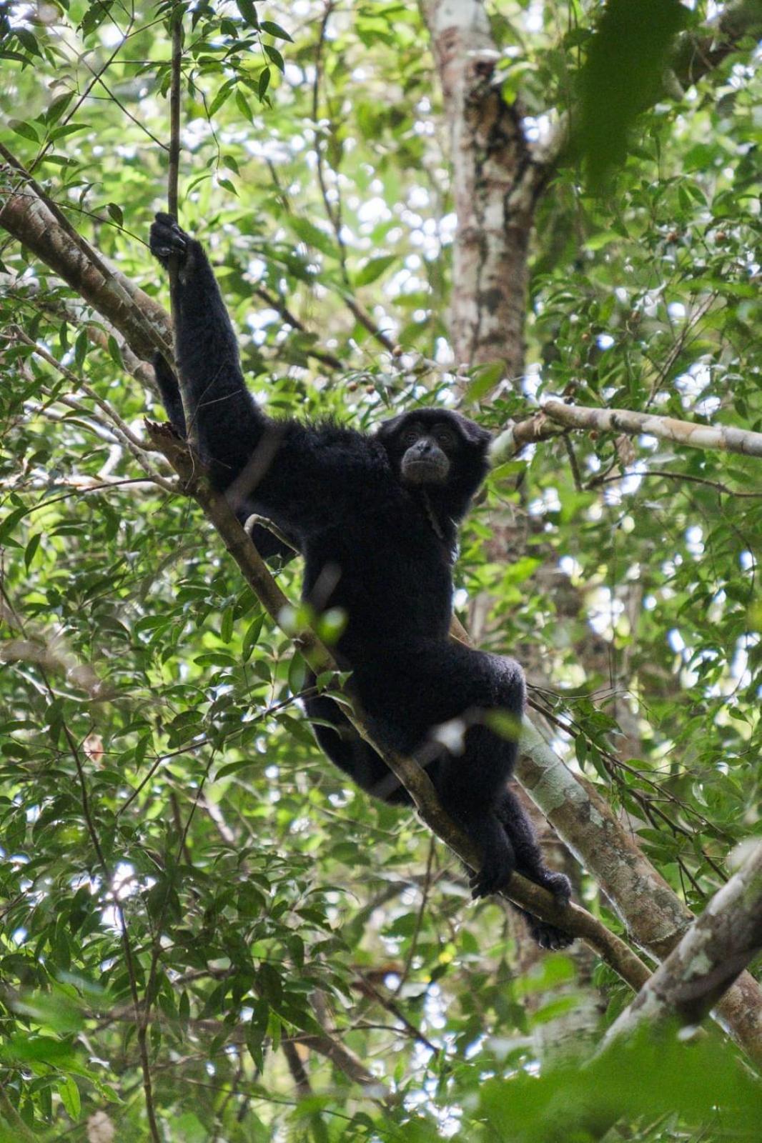 Magpie Homestay & Jungle Trekking Only For Guest Trekking With Us Bukit Lawang Εξωτερικό φωτογραφία