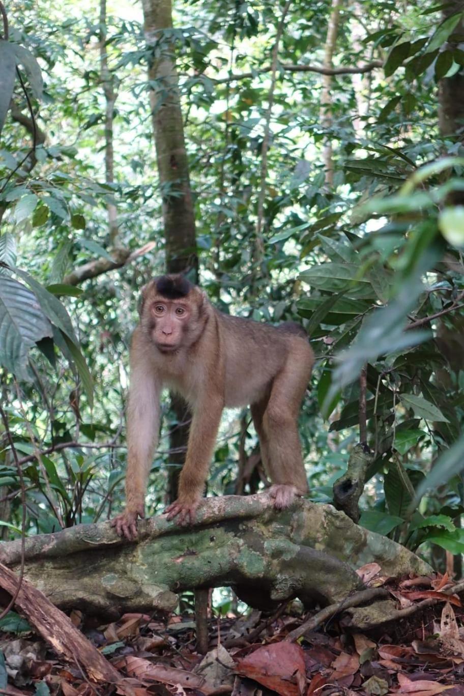 Magpie Homestay & Jungle Trekking Only For Guest Trekking With Us Bukit Lawang Δωμάτιο φωτογραφία