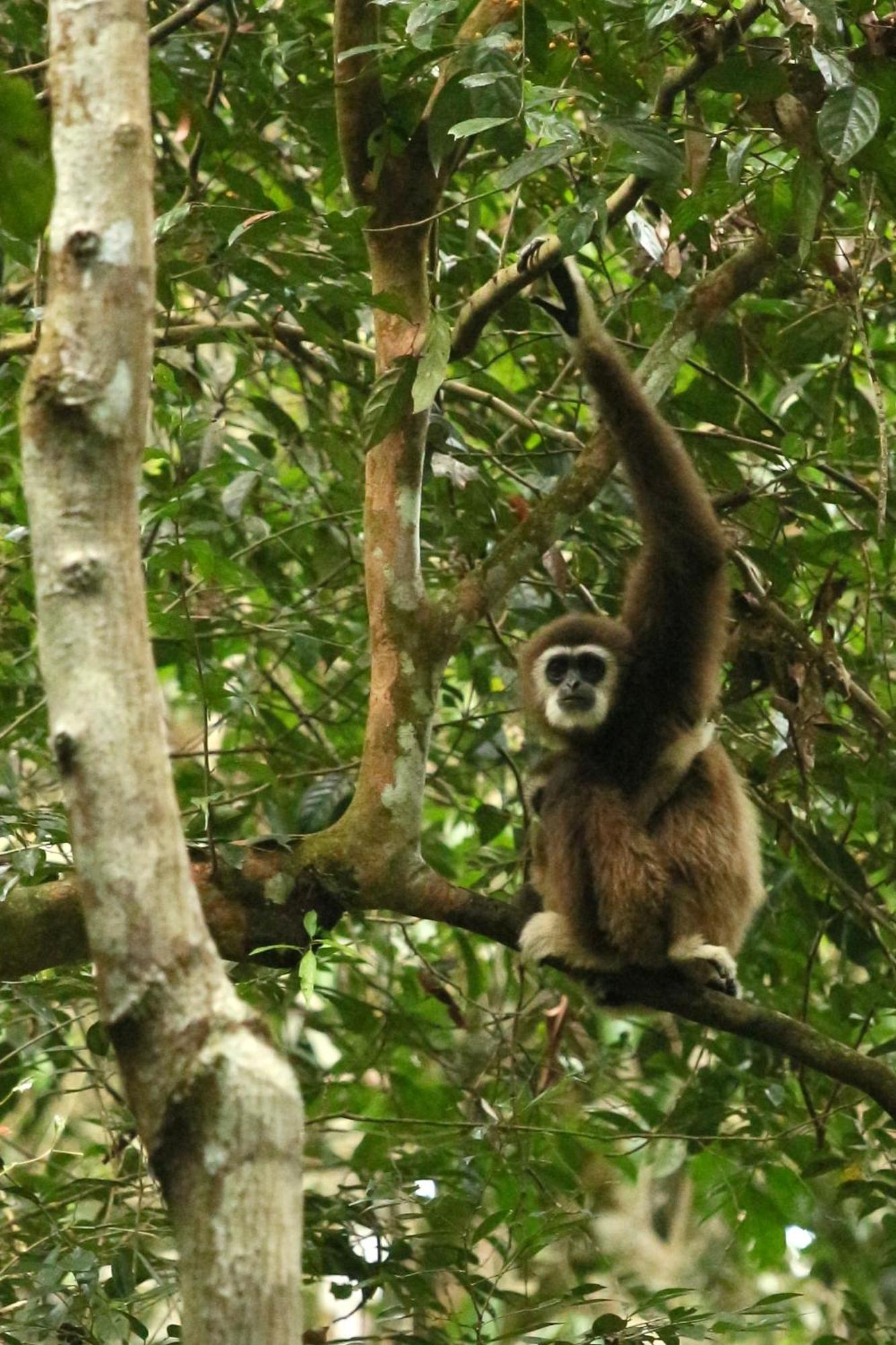 Magpie Homestay & Jungle Trekking Only For Guest Trekking With Us Bukit Lawang Εξωτερικό φωτογραφία