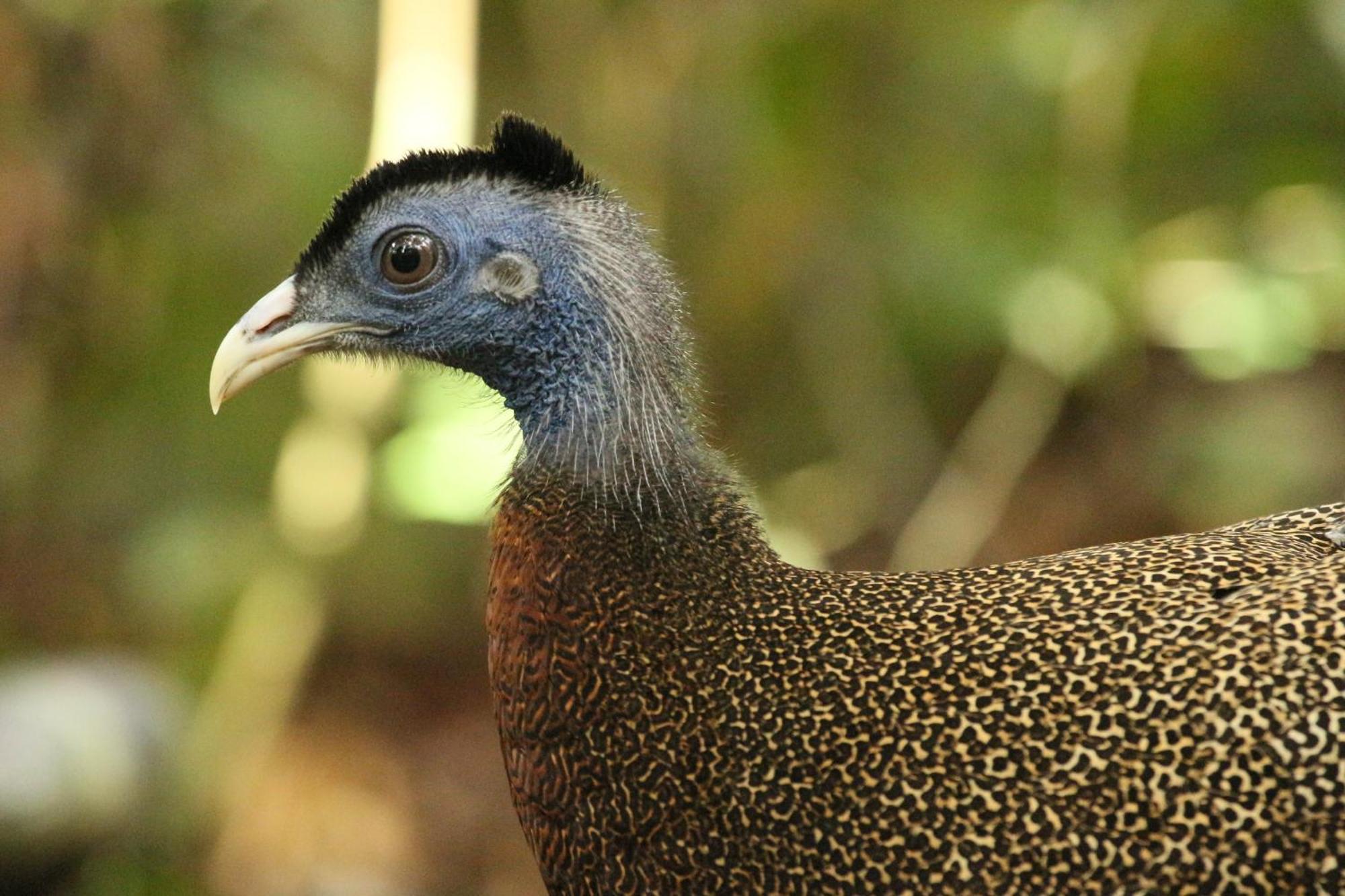 Magpie Homestay & Jungle Trekking Only For Guest Trekking With Us Bukit Lawang Εξωτερικό φωτογραφία