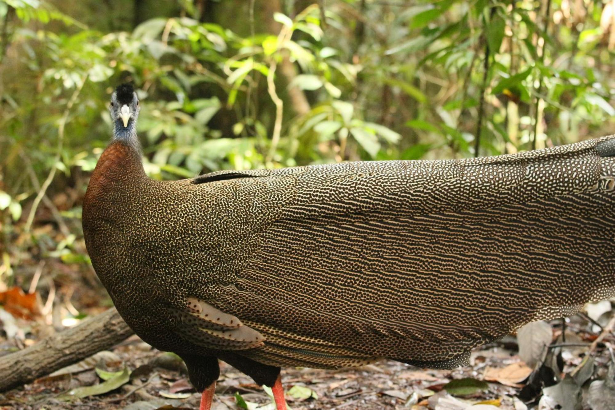 Magpie Homestay & Jungle Trekking Only For Guest Trekking With Us Bukit Lawang Εξωτερικό φωτογραφία