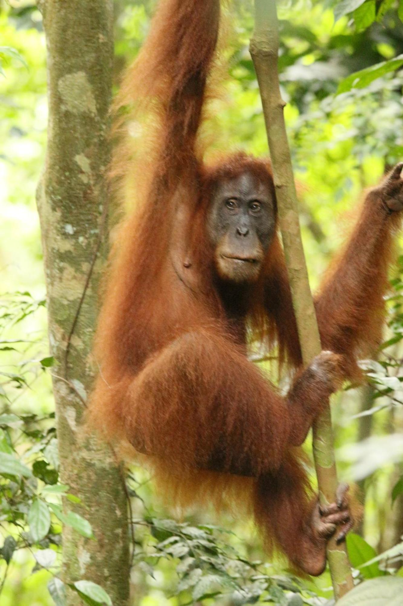 Magpie Homestay & Jungle Trekking Only For Guest Trekking With Us Bukit Lawang Εξωτερικό φωτογραφία