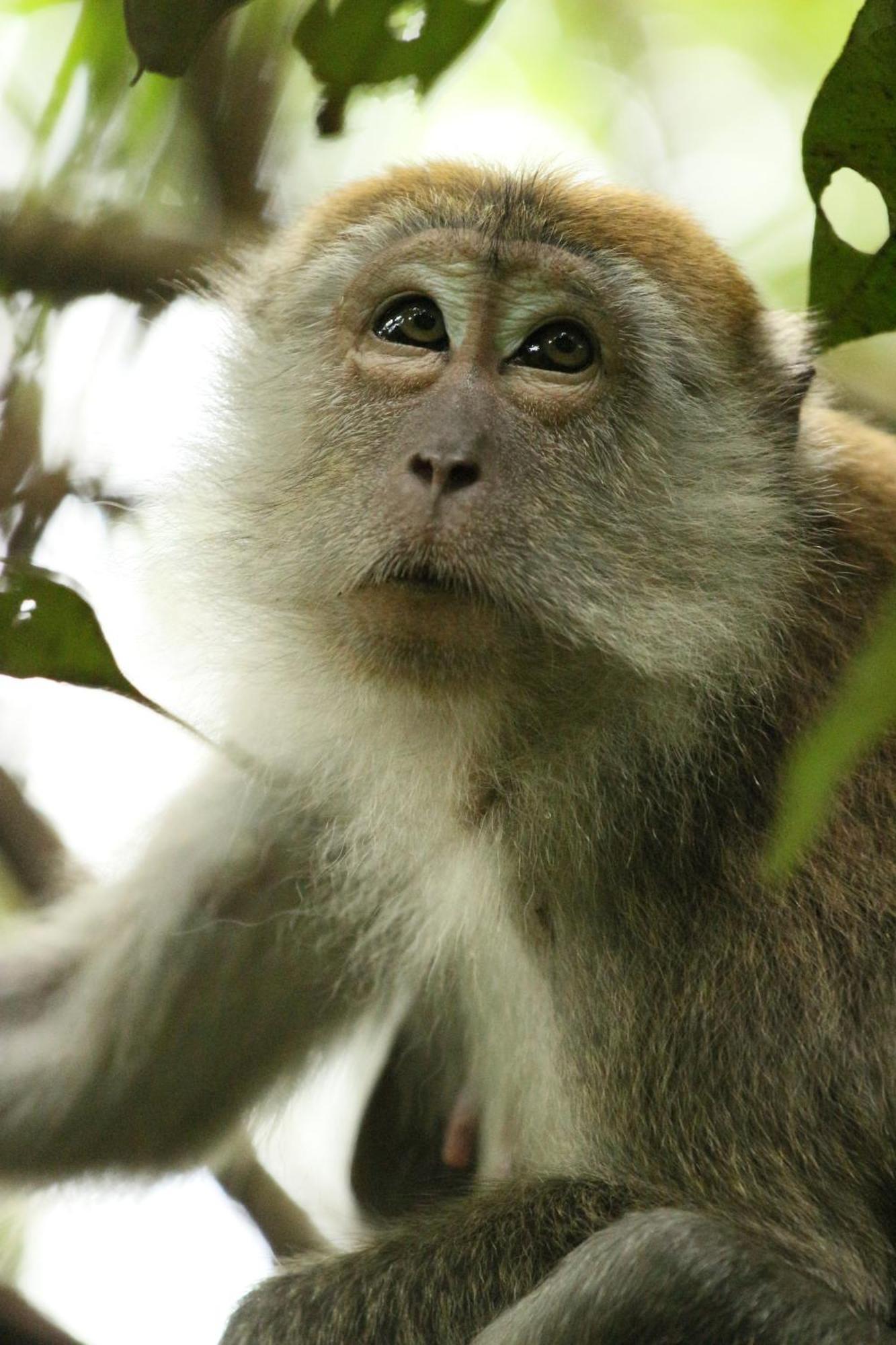 Magpie Homestay & Jungle Trekking Only For Guest Trekking With Us Bukit Lawang Εξωτερικό φωτογραφία