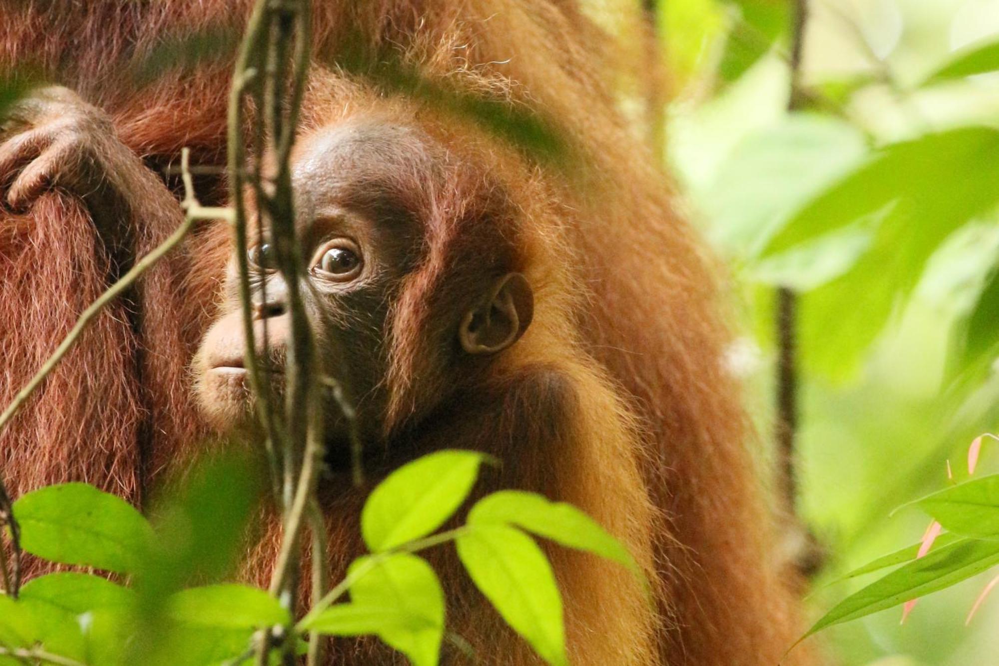 Magpie Homestay & Jungle Trekking Only For Guest Trekking With Us Bukit Lawang Εξωτερικό φωτογραφία