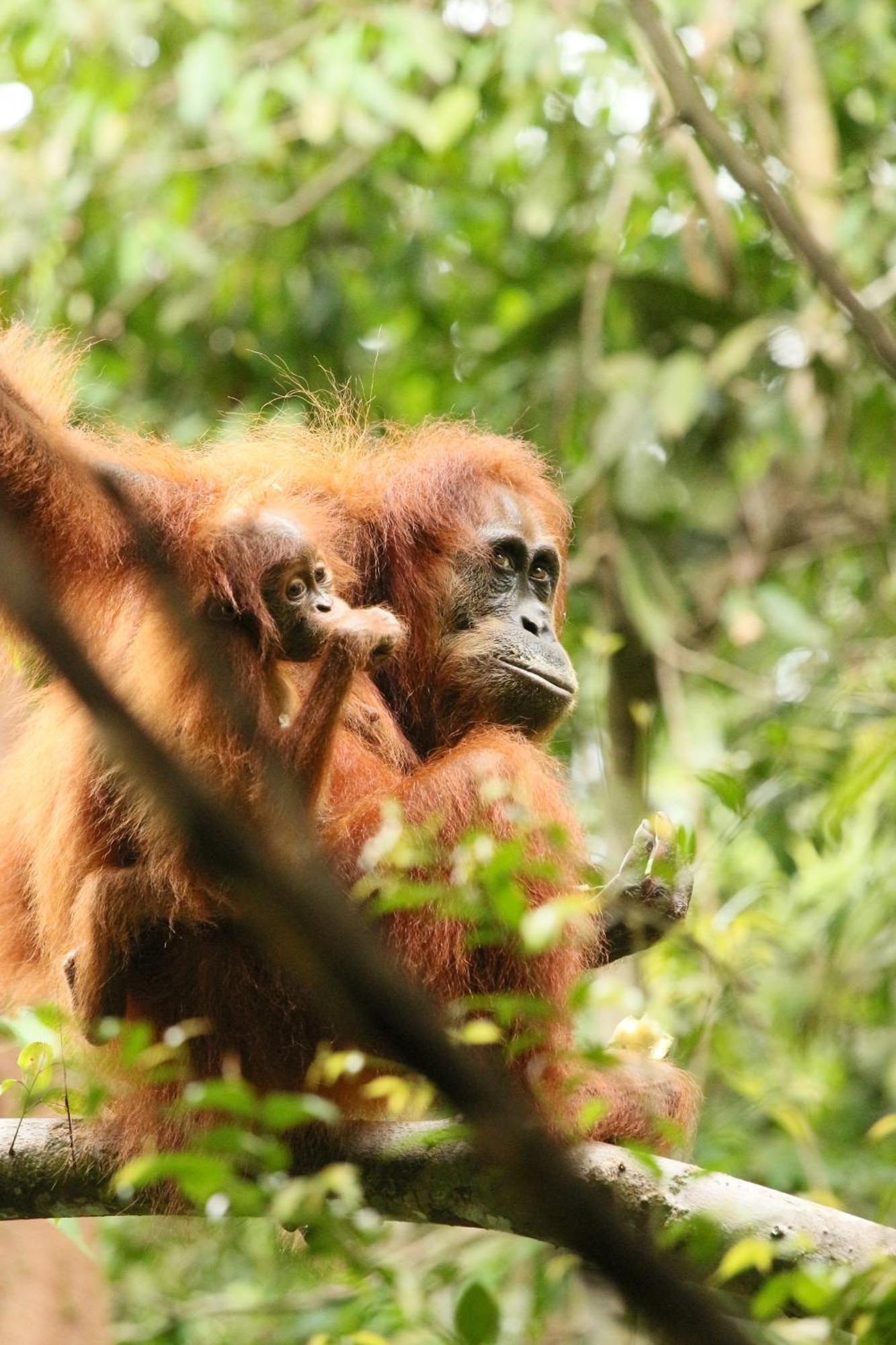 Magpie Homestay & Jungle Trekking Only For Guest Trekking With Us Bukit Lawang Εξωτερικό φωτογραφία